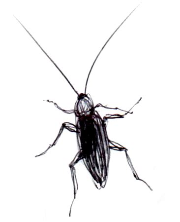 라 쿠카라차 바퀴벌레